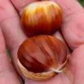 Castanea sativa 'Lyon' - Afbeelding 1