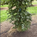 Fagus sylvatica 'Atropunicea' -blad in de schaduw kleurt naar groen