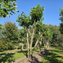 Platanus x Hispanica - 1