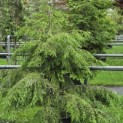Tsuga canadensis - Foto 1