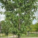 Prunus 'Sunset Boulevard' - Foto 4