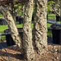 Quercus Suber - Foto 6