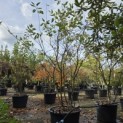 Amelanchier lamarckii - 2