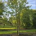 Acer campestre - 5