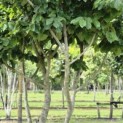 Parrotia persica - 4