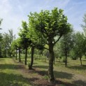 Platanus hispanica dak of knotvorm - juni 2026