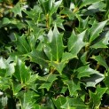 Osmanthus Heterophyllus - 2