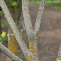 Liriodendron tulipifera 'Aureomarginatum' - 4