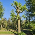 Tilia Tomentosa - 2