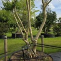 Heptacodium miconioides - Foto 1