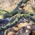 Carpinus betulus - 1
