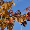 Parrotia persica - 1