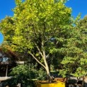 Platanus hispanica 271