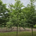 Styrax japonicus - 3