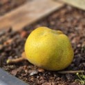 Pyrus c. 'Noordhollandse Suikerpeer' - 2