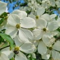 Cornus 'Norman Hadden' - bloesem
