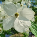 Cornus 'Norman Hadden' - bloem