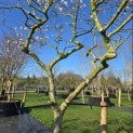 Magnolia stellata 'Rosea' - Foto 3