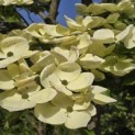 Cornus kousa 'Venus' - 2