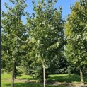 Prunus avium 'Regina' - 2