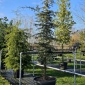 Cedrus libani - Foto 1