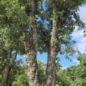 Quercus Suber - 3