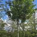 Acer rubrum 'Summer Red' - Foto 2