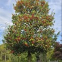 Ilex Aquifolium - 3