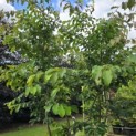 Parrotia persica - 4