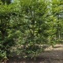 Carpinus betulus - 2