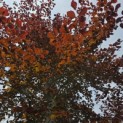 Fagus sylvatica 'Atropunicea' - 3