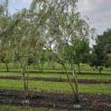 Salix x sepulcralis 'Chrysocoma' - 1
