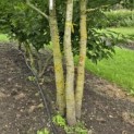 Quercus robur - Foto 3