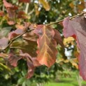 Parrotia persica - Foto 2