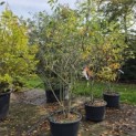 Amelanchier lamarckii - 4