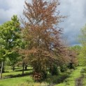 fagus sylvatica 'Atropunicea' - voorjaar 2024