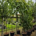Ulmus 'Camperdownii' - Foto 2