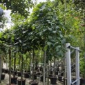 Ulmus 'Camperdownii' - Foto 1