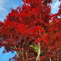 Acer palmatum 'Bloodgood' - Afbeelding 3