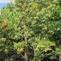 Sorbus 'Joseph Rock' - 4