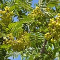Sorbus 'Joseph Rock' - 3