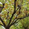 Platanus x hispanica - 1