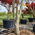 Acer palmatum 'Bloodgood' - Afbeelding 2