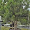 Pinus nigra 'Nigra' - Foto 3
