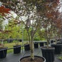 Acer palmatum 'Red Emperor' - 4