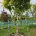 Acer palmatum 'Ueno Yama' - Foto 2