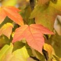 Liquidambar formosana var. monticola
