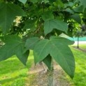 Liquidambar formosana var. monticola