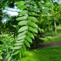 Gleditsia triacanthos ‘Inermis’ 