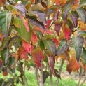 Cornus kousa Chinensis - Foto 5